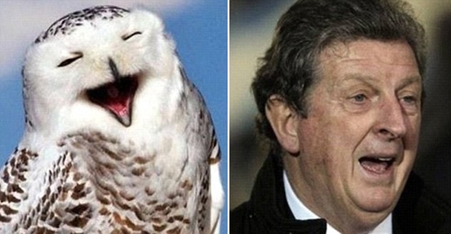 Sự đồng điệu của Roy Hodgson và chim cú ....